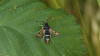 Fiery Clearwing 