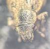 Strophosoma nebulosum rostrum Copyright: Robert Smith