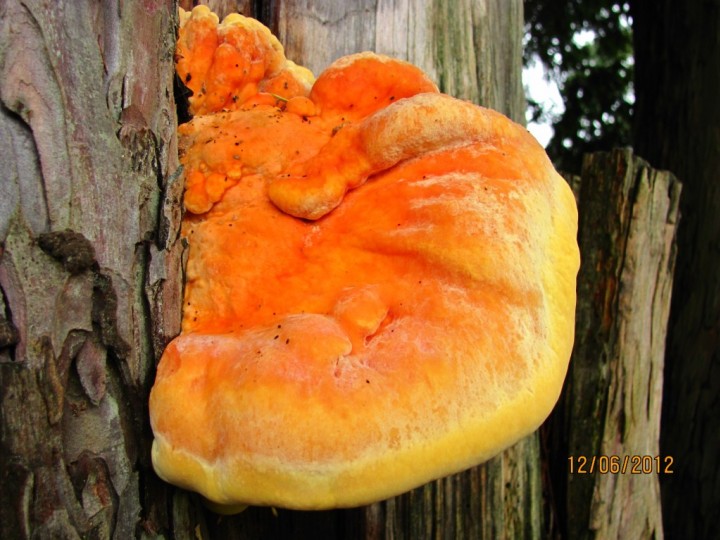 Laetiporus sulphreus Copyright: Graham Smith