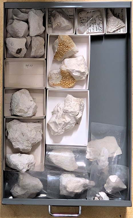 Chalk Fossils Littlebury M11 1978 Drawer 3 Copyright: Essex Field Club M11 1978
