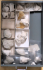 Chalk Fossils Littlebury M11 1978 Drawer 3 