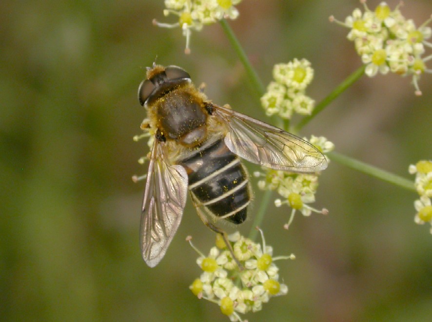 Eristalis sp 16-09-07 Copyright: Malcolm Riddler