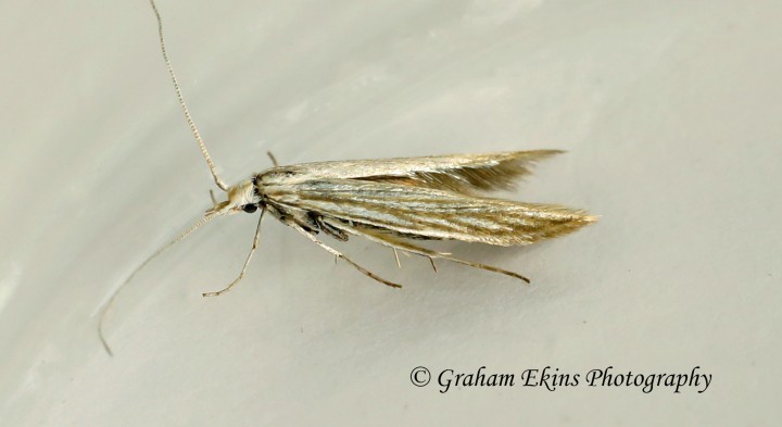 Coleophora conyzae 2 (GD) Copyright: Graham Ekins