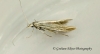 Coleophora conyzae 2 (GD) Copyright: Graham Ekins