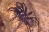 Atypus affinis 