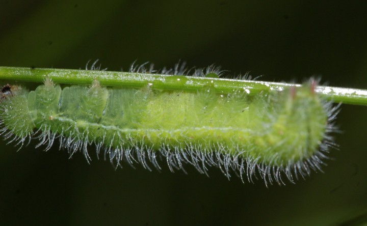 M jurtina larvae Copyright: Robert Smith