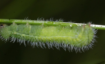 M jurtina larvae Copyright: Robert Smith