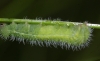 M jurtina larvae Copyright: Robert Smith