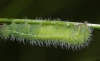 M jurtina larvae