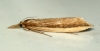 Donacaula mucronellus 