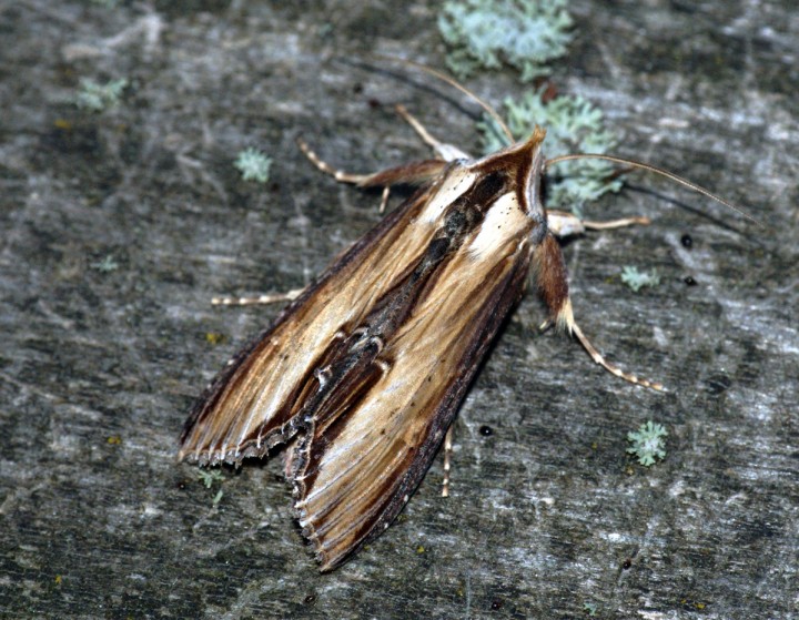 Mullein Moth Copyright: Ben Sale