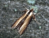 Mullein Moth 