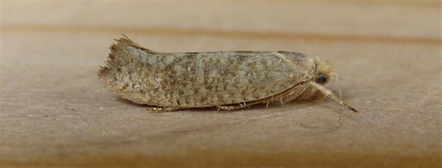 Ypsolopha alpella Copyright: Stephen Rolls