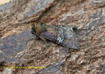 Tethea ocularis  Figure-of-Eighty 4 Copyright: Graham Ekins