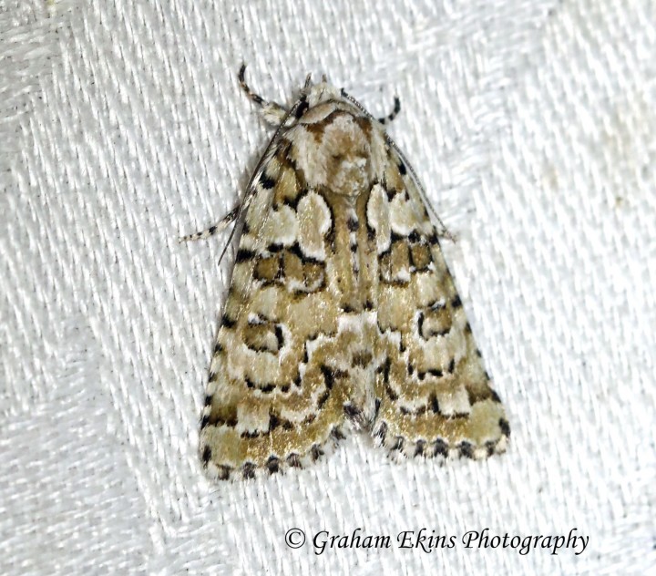 Marbled Green   Nyctobrya muralis Copyright: Graham Ekins