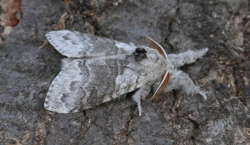 Pale Tussock Calliteara pudibunda 2 Copyright: Graham Ekins