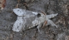 Pale Tussock Calliteara pudibunda 2 Copyright: Graham Ekins