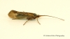 Limnephilus flavicornis Copyright: Graham Ekins