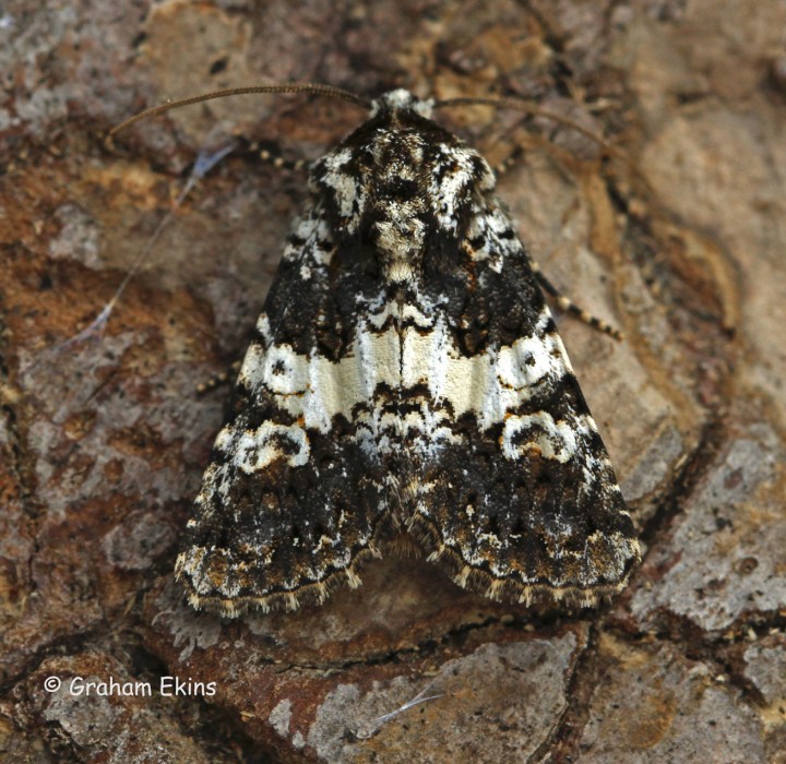 Hadena compta  Varied Coronet 5 Copyright: Graham Ekins