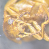 Microcara testacea antennal socket Copyright: Robert Smith