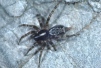 Textrix denticulata