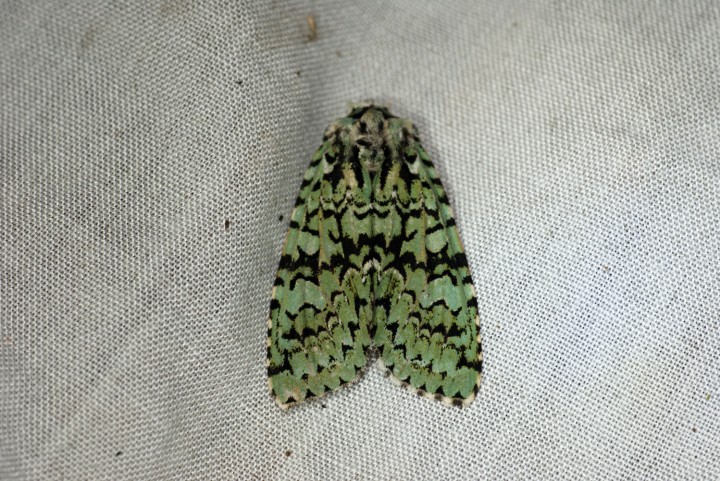 Merveille du jour 2 Copyright: Ben Sale