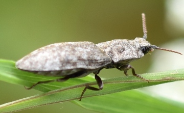 Agrypnus murinus 01 Copyright: Tracy Fance