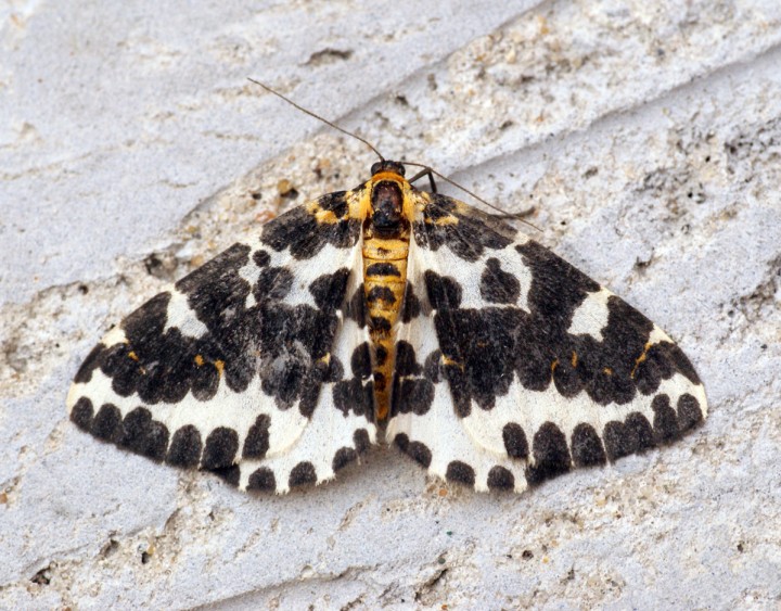 Magpie Moth 5 Copyright: Ben Sale