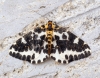 Magpie Moth 5 Copyright: Ben Sale