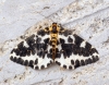 Magpie Moth 5