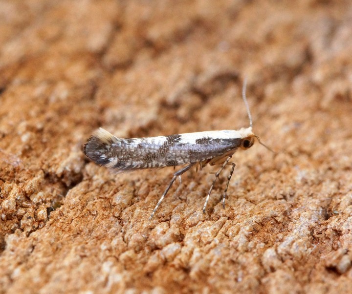 Argyresthia conjugella 1 Copyright: Ben Sale