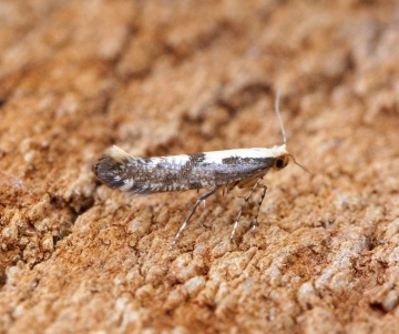 Argyresthia conjugella 1 Copyright: Ben Sale