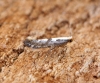 Argyresthia conjugella 1