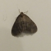 Winter Moth 