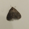 Winter Moth