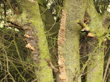 Cushion Bracket  (Phellinus pomaceus) Copyright: Peter Pearson