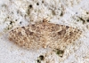 Alucita hexadactyla Copyright: Ben Sale