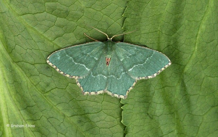 Common Emerald  Hemithea aestivaria Copyright: Graham Ekins