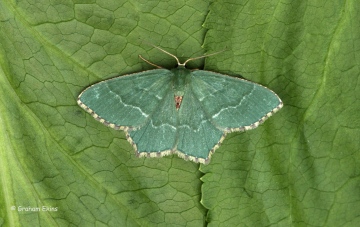 Common Emerald  Hemithea aestivaria Copyright: Graham Ekins