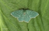 Common Emerald  Hemithea aestivaria