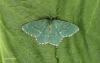 Common Emerald  Hemithea aestivaria 