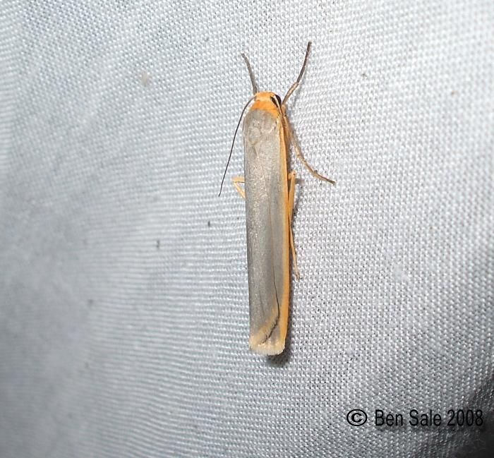 Scarce Footman Copyright: Ben Sale