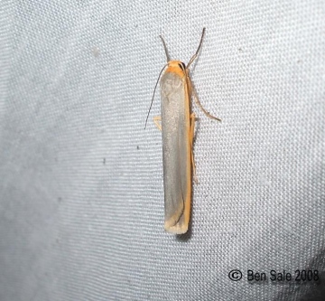 Scarce Footman Copyright: Ben Sale