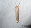 Scarce Footman Copyright: Ben Sale