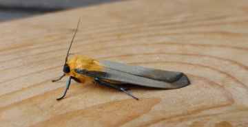 Four-spotted Footman. Copyright: Stephen Rolls
