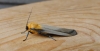 Four-spotted Footman. Copyright: Stephen Rolls