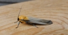 Four-spotted Footman. Copyright: Stephen Rolls