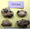 Four fossil crabs including Xanthopsis 2 