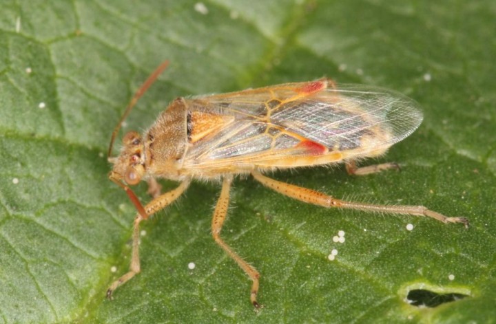 Liorhyssus hyalinus Copyright: Peter Harvey