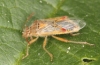 Liorhyssus hyalinus